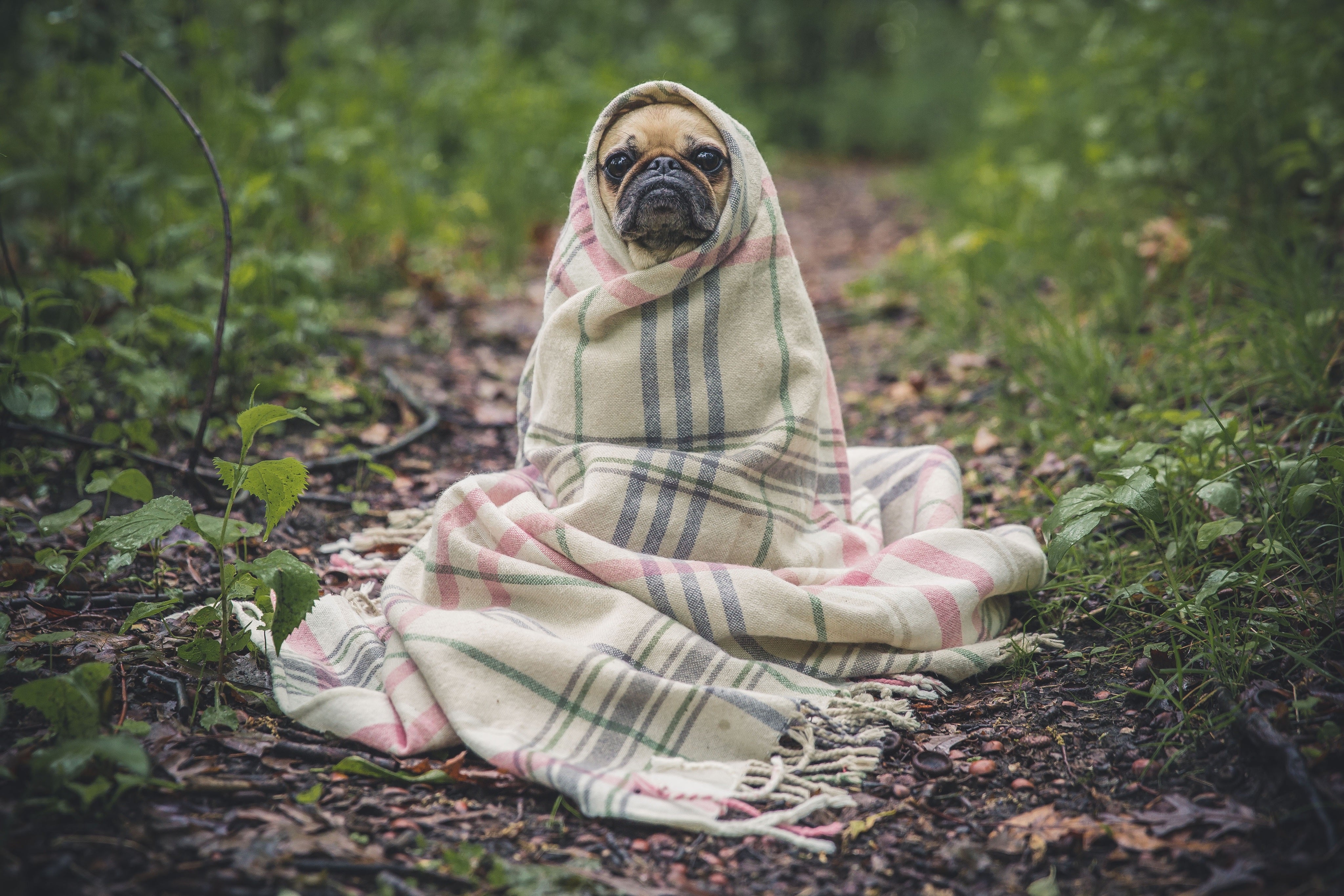 Cute dog in blanket