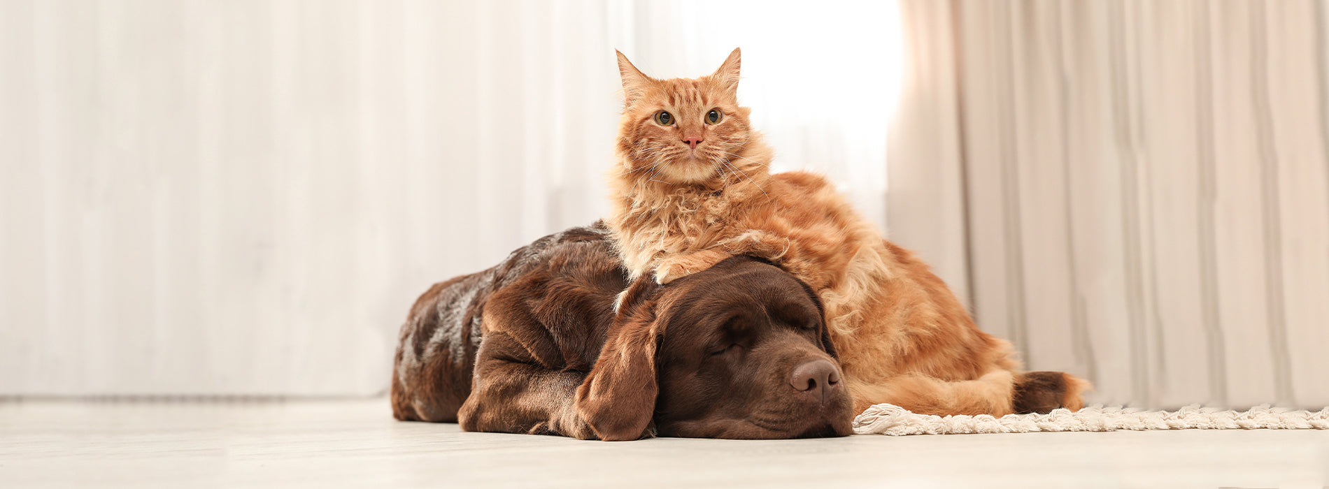 Brilliant Salmon Oil For Dogs And Cats